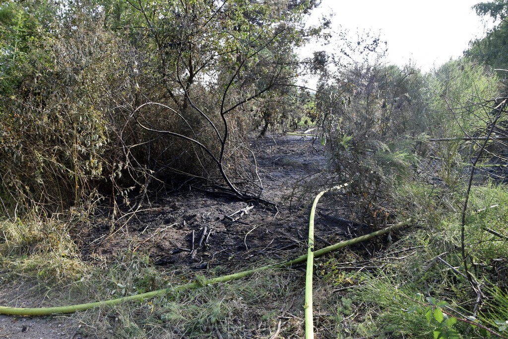 Waldbrand Koeln Hoehenhaus Hoehenfelder Mauspfad P086.JPG - Miklos Laubert